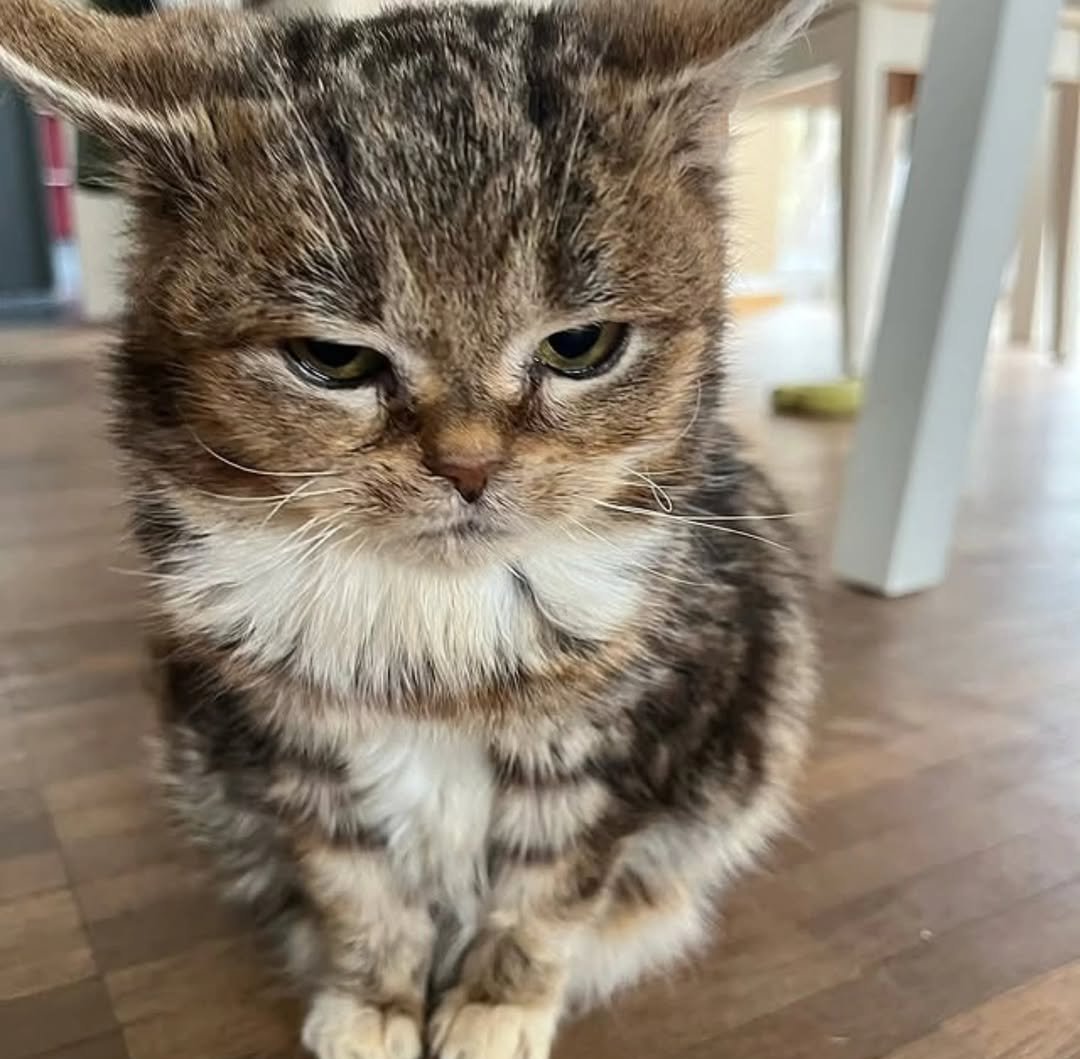 Daily Cat Posts tweet media