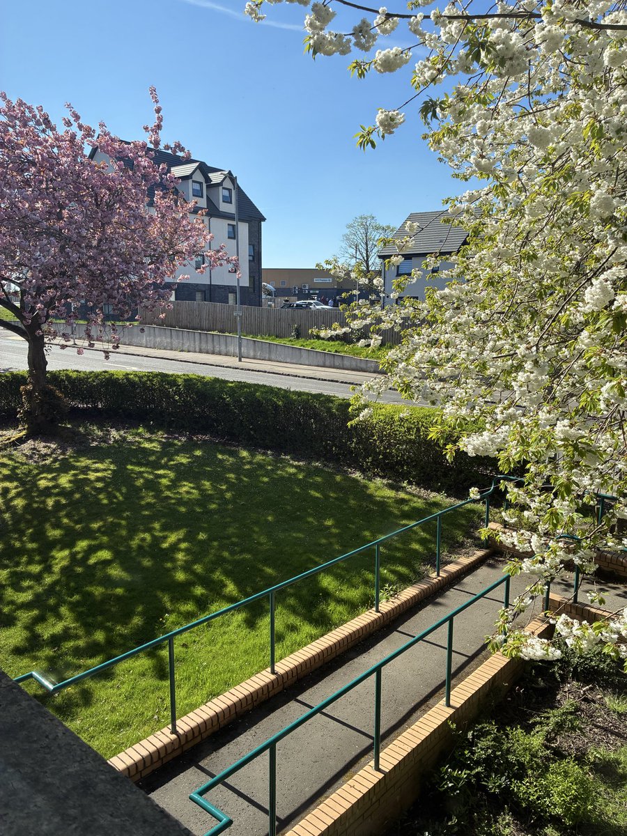 Robwils435's tweet image. A lovely morning here at my location! 
#sunshine #Spring #cherryblossom #coatbridge #scotland