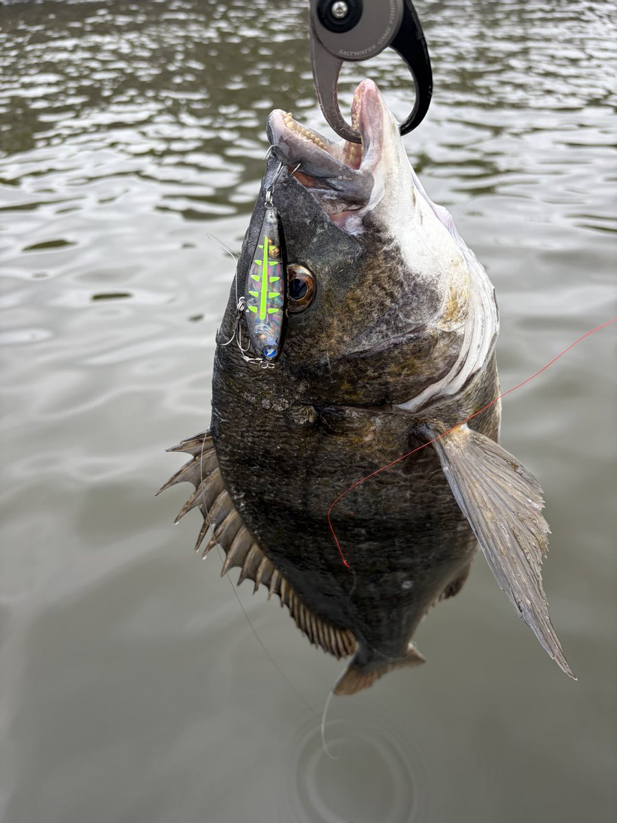 tnyn252525's tweet image. 今日はボート
🟥赤潮の海を🟦青船長に奔走してもらいクロダイ🐟シーバス🐟が釣れました😊
チュパゾー60
キックノッカーマイクロ
ラフトリック70F

ぺシュールさんと合流して陸っぱり&amp;amp;ラーメン🍜

満足な一日でした👍
#Salvage
#fishman
#チヌトップ