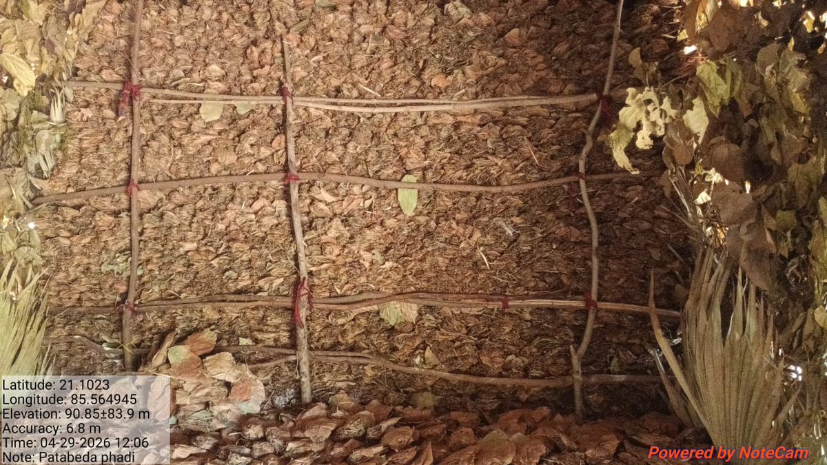 kenduleafodisha's tweet photo. କେନ୍ଦୁଝର କେନ୍ଦୁପତ୍ର ଡିଭିଜନର ସମସ୍ତ ରେଞ୍ଜରେ କେନ୍ଦୁପତ୍ର କେରିର "ରଚେଇ"ରେ ରଖାଯାଉଛି ।
#pccfkenduleaf #kenduleaf #greengoldofodisha #klworking https://t.co/vFMMW1anKn
