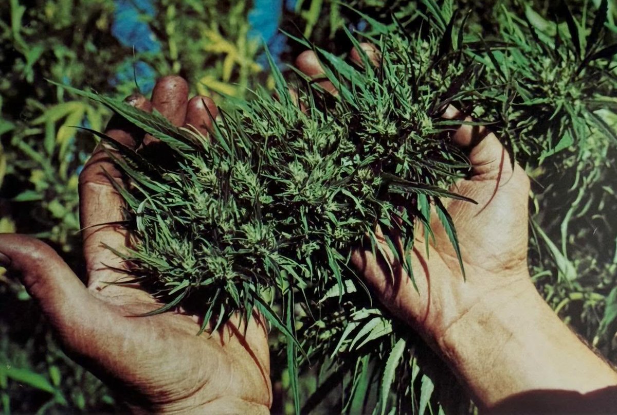 LandraceBureau's tweet photo. 1977.  Sinsemilla: Marijuana Flowers by Jim Richardson with photos by Arik Woods.

This wasn’t some underground pamphlet — it was a full-color, coffee-table transmission that dropped the sacred knowledge of seedless, high-potency cultivation right when the modern movement needed it most. Lavish shots of living landrace-inspired flowers, maturity stages, and the pure art of the plant in her prime.

Before the internet. Before seed banks flooded the game. Before everything got hybridized into oblivion. This book helped shift the culture from seeded brick weed to the sinsemilla revolution that birthed today’s elite genetics.

Study every layer — from the deep indigenous handoffs in the highlands to these early Western codifications of the craft. Respect to the keepers who documented it when it was still risky. 
🧵 1/2

What is your favorite vintage cannabis magazine or artifact? 

#LandraceBureau #Sinsemilla #CannabisHistory #VintageWeedBooks #PreservingTheLegacy #MarijuanaFlowers #AncestralKnowledge #LandraceCannabis