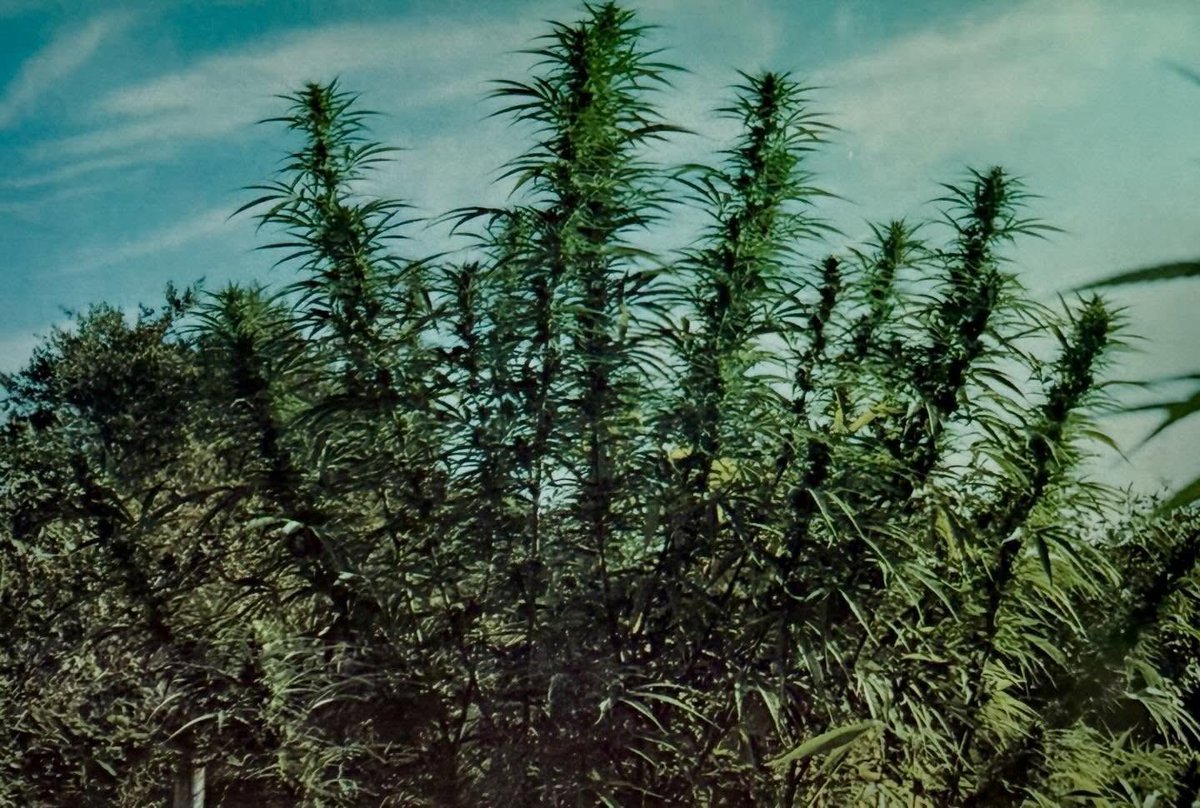 LandraceBureau's tweet photo. 1977.  Sinsemilla: Marijuana Flowers by Jim Richardson with photos by Arik Woods.

This wasn’t some underground pamphlet — it was a full-color, coffee-table transmission that dropped the sacred knowledge of seedless, high-potency cultivation right when the modern movement needed it most. Lavish shots of living landrace-inspired flowers, maturity stages, and the pure art of the plant in her prime.

Before the internet. Before seed banks flooded the game. Before everything got hybridized into oblivion. This book helped shift the culture from seeded brick weed to the sinsemilla revolution that birthed today’s elite genetics.

Study every layer — from the deep indigenous handoffs in the highlands to these early Western codifications of the craft. Respect to the keepers who documented it when it was still risky. 
🧵 1/2

What is your favorite vintage cannabis magazine or artifact? 

#LandraceBureau #Sinsemilla #CannabisHistory #VintageWeedBooks #PreservingTheLegacy #MarijuanaFlowers #AncestralKnowledge #LandraceCannabis