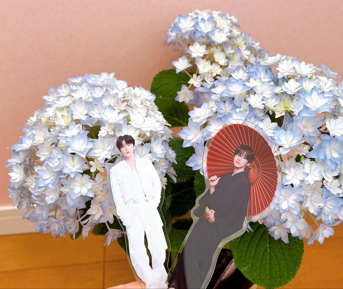 oriJunki's tweet image. かわいい紫陽花『サラン』見つけたから、買っちゃったよ🤗

純喜色の紫陽花🩵

今はまだ小さいけど、秋になったら地植えするよ✨

『フレンズ・オブ・ディズニー』見たかったな🎵

#JO1 #JAM #河野純喜