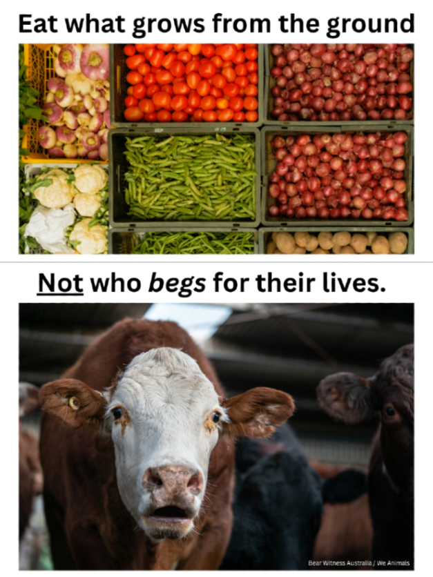 teamveganfta's tweet image. Why keep choosing violence when the ground gives you everything? 🥦🍓🌽🍅

👉 Make the switch to vegan - FREE resources at challenge.veganfta.com/starter_kit 🌱

📸: bearwitnessaustralia (IG) | @WeAnimals

#plantbased #veganshare #food