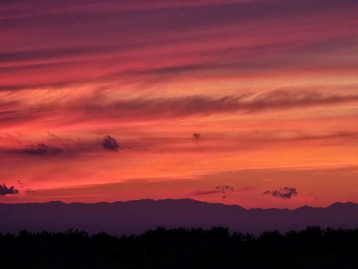 かり🐕 かりうめ tweet media