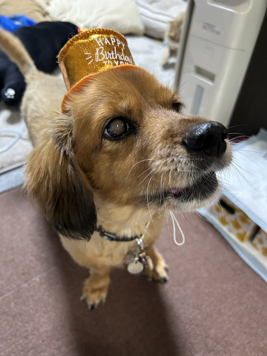 ころとまるてんの家族 tweet media