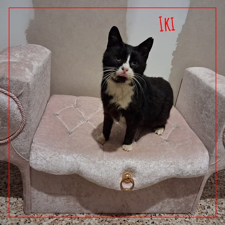 ADOPTE 1 CHAT tweet media