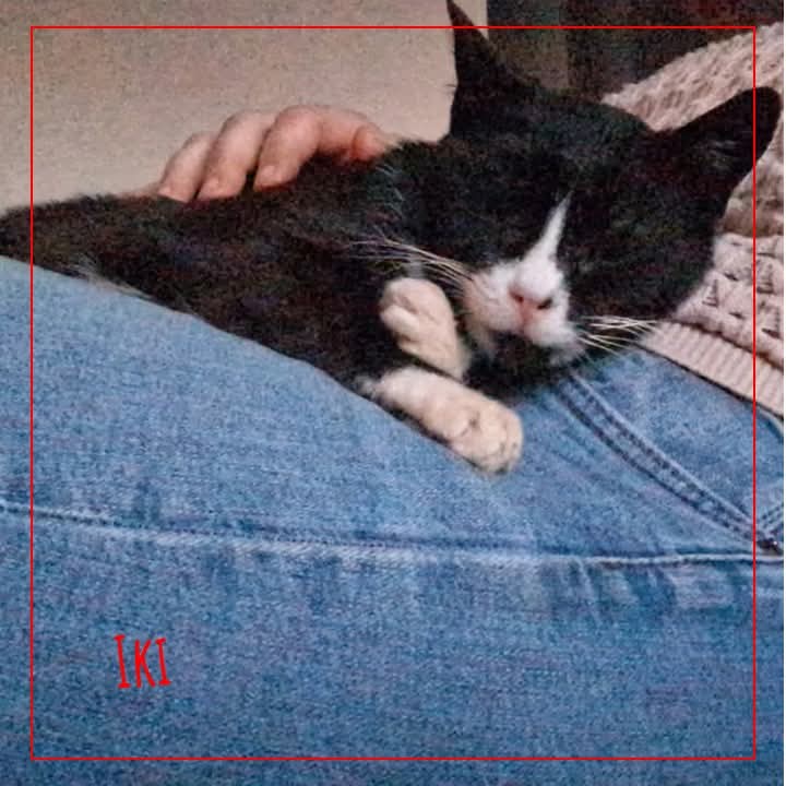 ADOPTE 1 CHAT tweet media