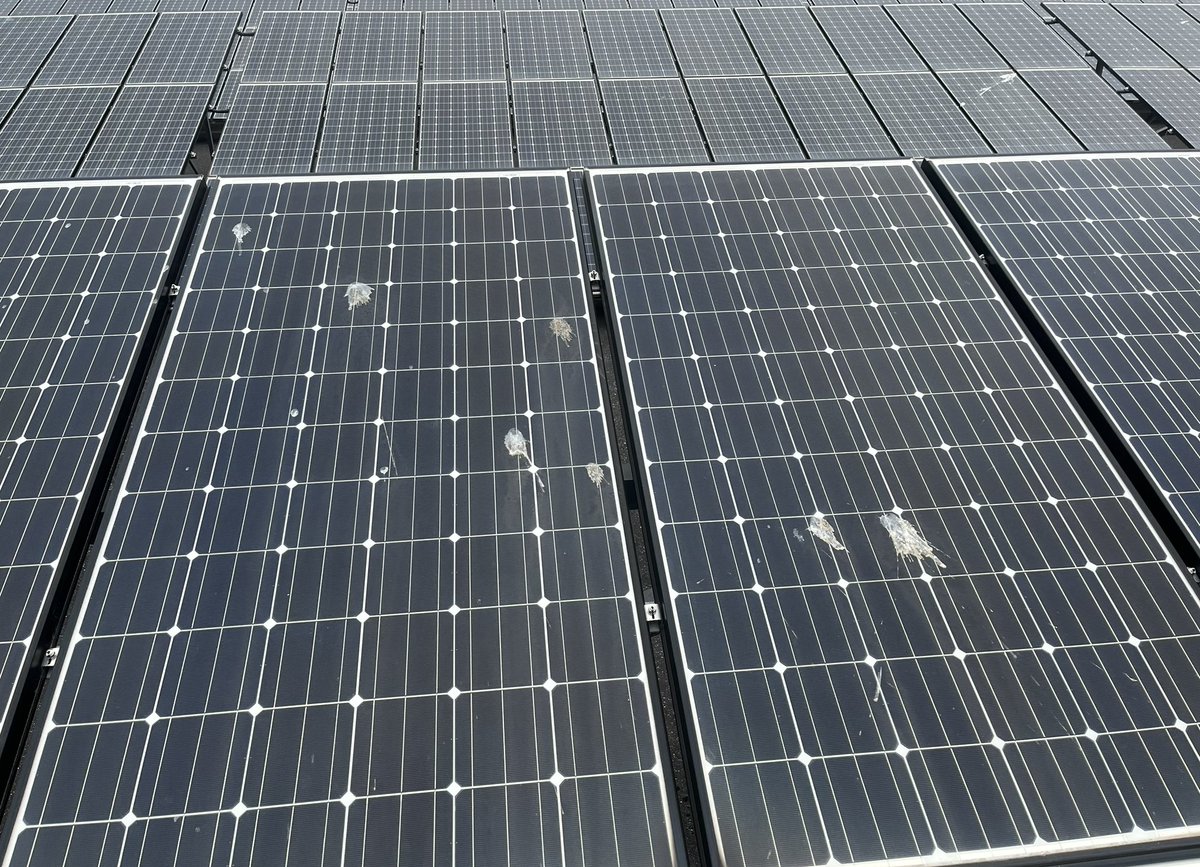 shimasun_4's tweet photo. 微妙に電気測定値に影響する太陽電池上の障害物。
障害物を拭き取って測定値は正常になりました。
今回は、そんな季節なのか障害物が多いです。 https://t.co/hP9rhHCVGk