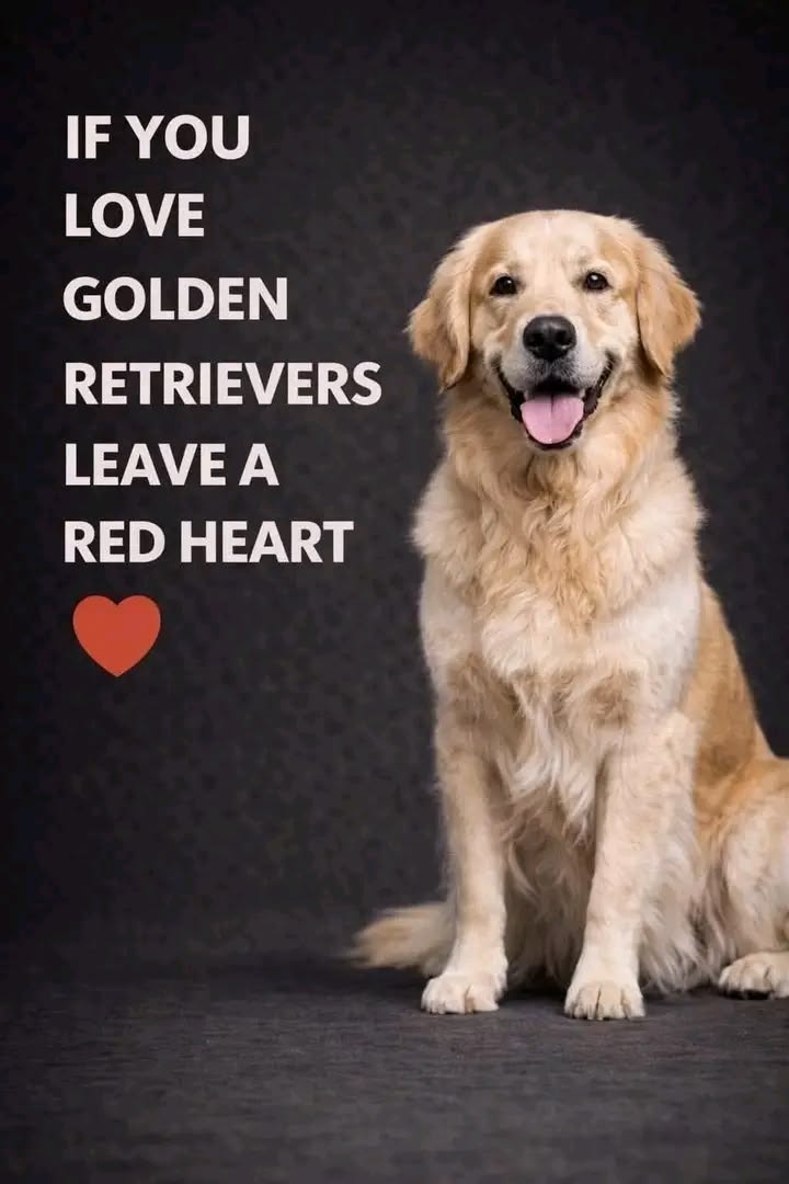 Dog Lovers tweet media
