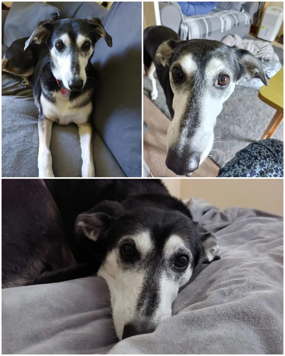 Forever Hounds Trust tweet media