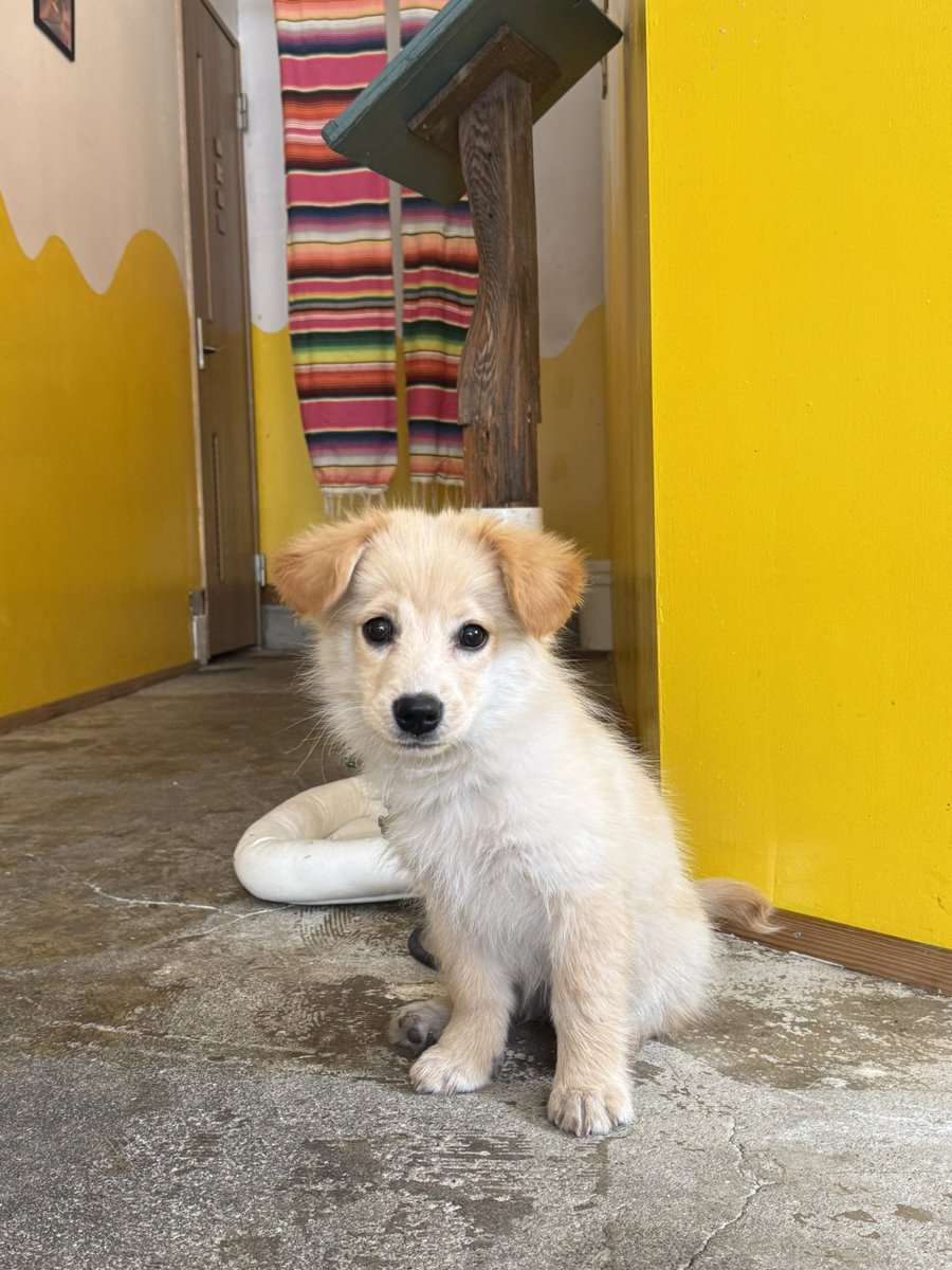 lalaland_japan's tweet photo. 与論島で看板犬がいる最高のハンバーガー屋さんに出会って、２日連続で行った。 https://t.co/AOMps4daBc