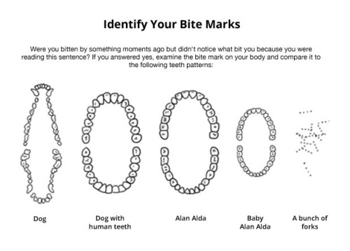 MiloFox 🍂 tweet media