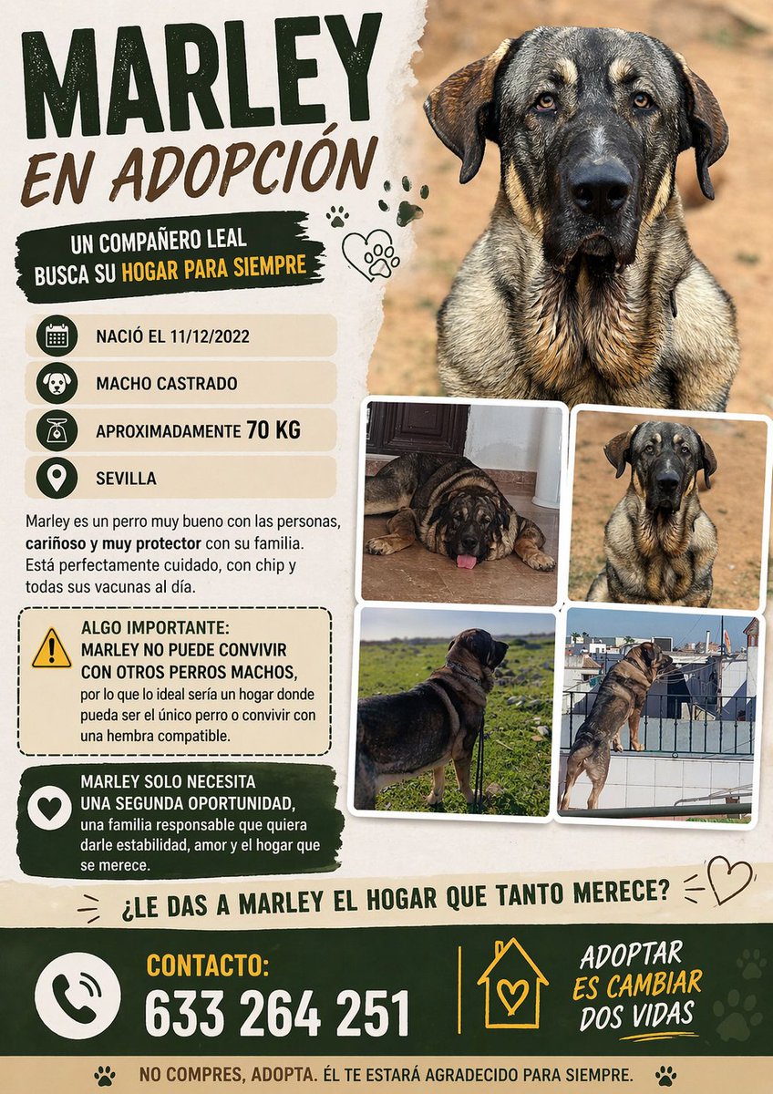 silvia mensegar tweet media