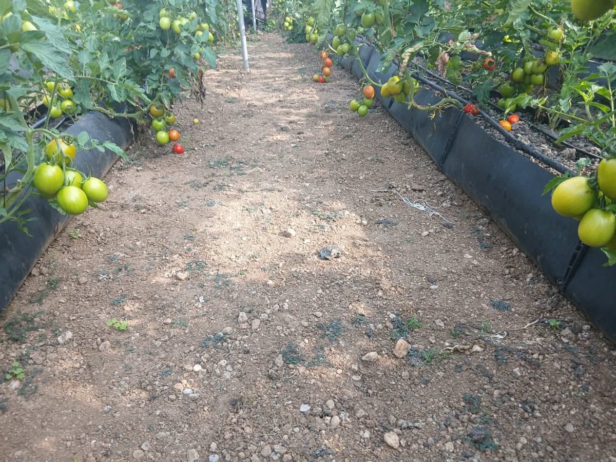 23Kidar's tweet photo. 🌱.Le président du Conseil régional de Tadjourah s’inscrit pleinement dans la stratégie alimentaire de Djibouti.
À la ferme du Day, après les laitues 🥬, place aux tomates 🍅 (Anna F1), avec un rendement pouvant atteindre 4 kg par pied et une production sur 5 à 8 mois.
#Djibouti https://t.co/tRgX6XyC9L