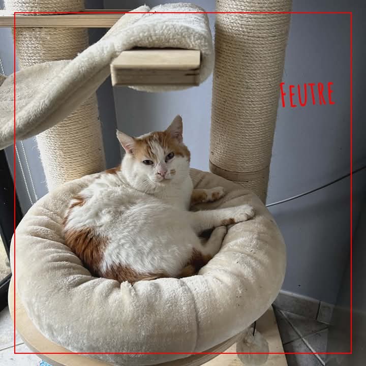 ADOPTE 1 CHAT tweet media