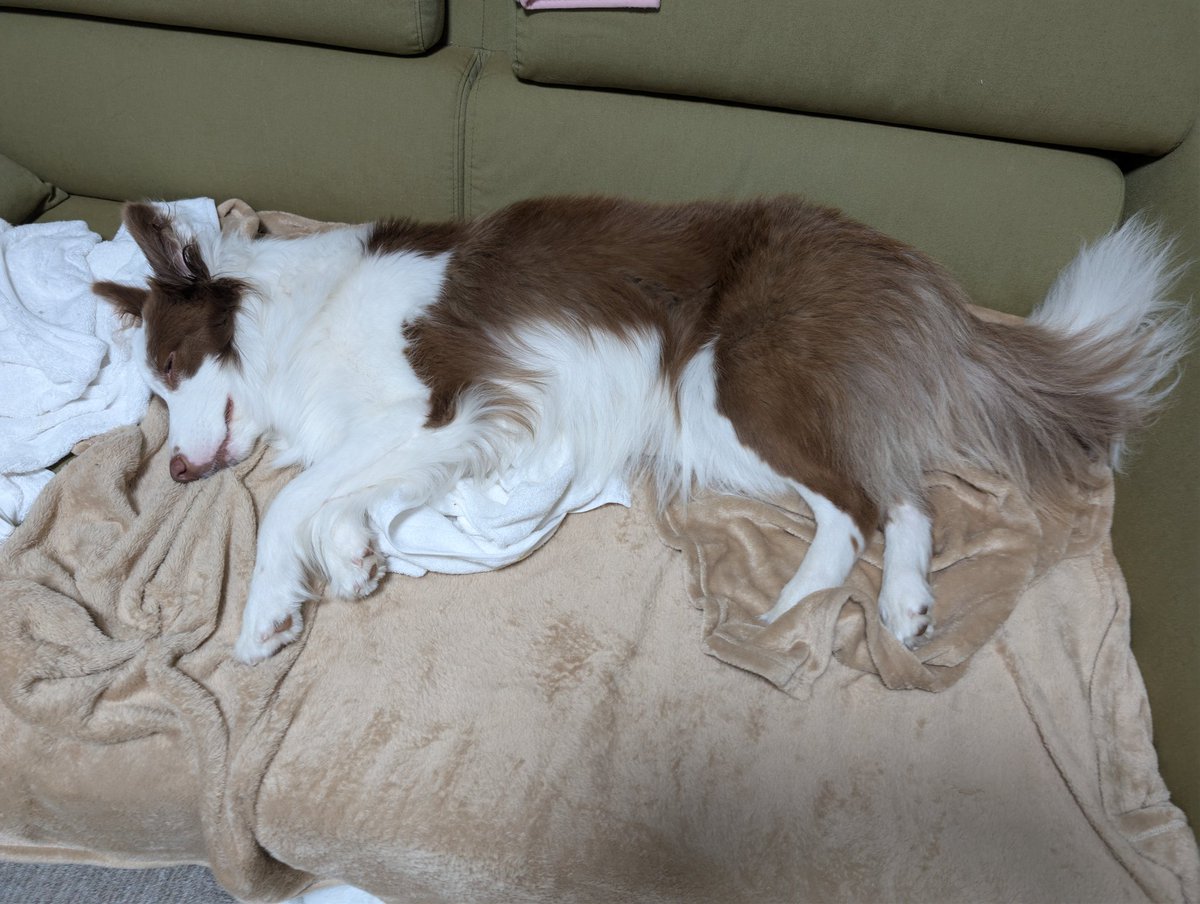 ばたけ。 tweet media