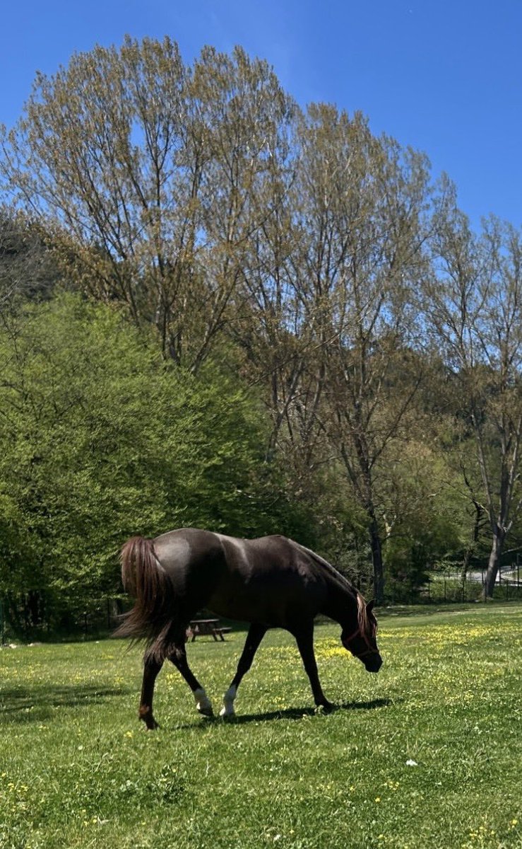 yellkennnn's tweet image. Doğal tedavi 🏇🍀
#doğa #at #yeşil #bahar #terapi #tedavi #şifa