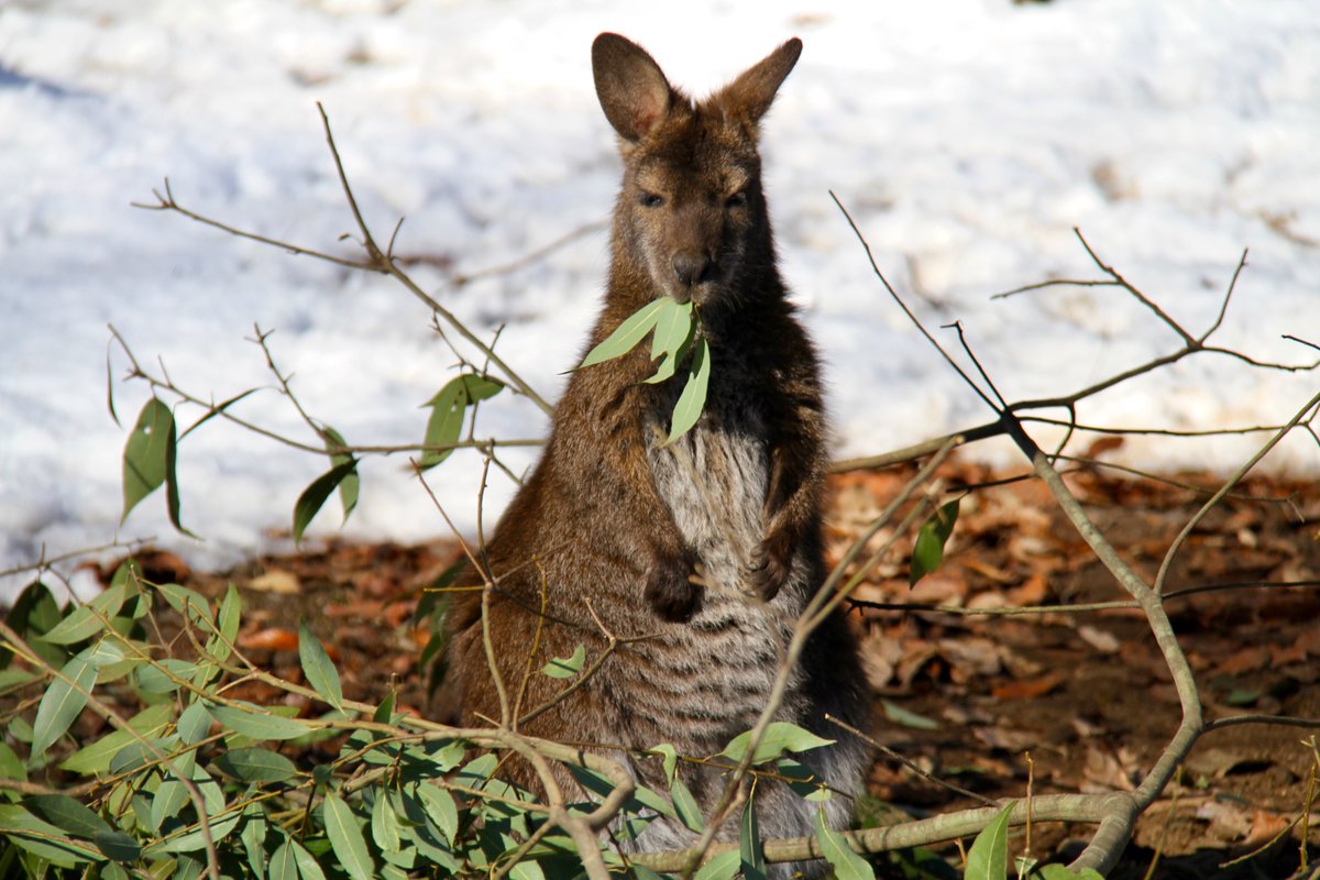へるにあおにいさん tweet media