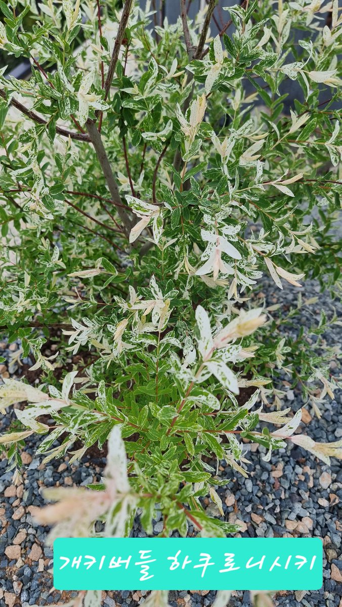 네버마인드🪞(베어🧸부계) tweet media