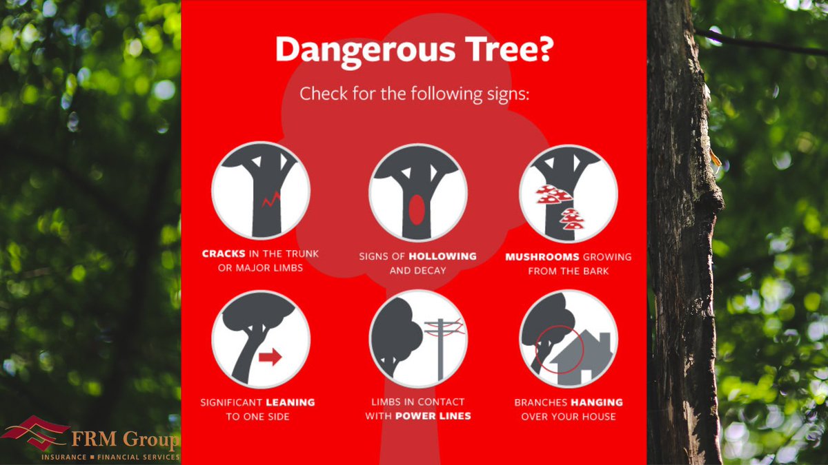 FraileyIns's tweet photo. 🌳 That tree in your yard might look fine—but hidden damage can put your home at risk.

#TreeSafety #StormSafety #PeaceOfMind #ThinkFraileyFirst #FRMGroup #Insurance #PoconoProud #PoconoMtns #PoconoChamber #FraileyCoversYourHome #FraileyHablamosEspanol #WeProtectWhatMattersMost https://t.co/toMNz3Tagv
