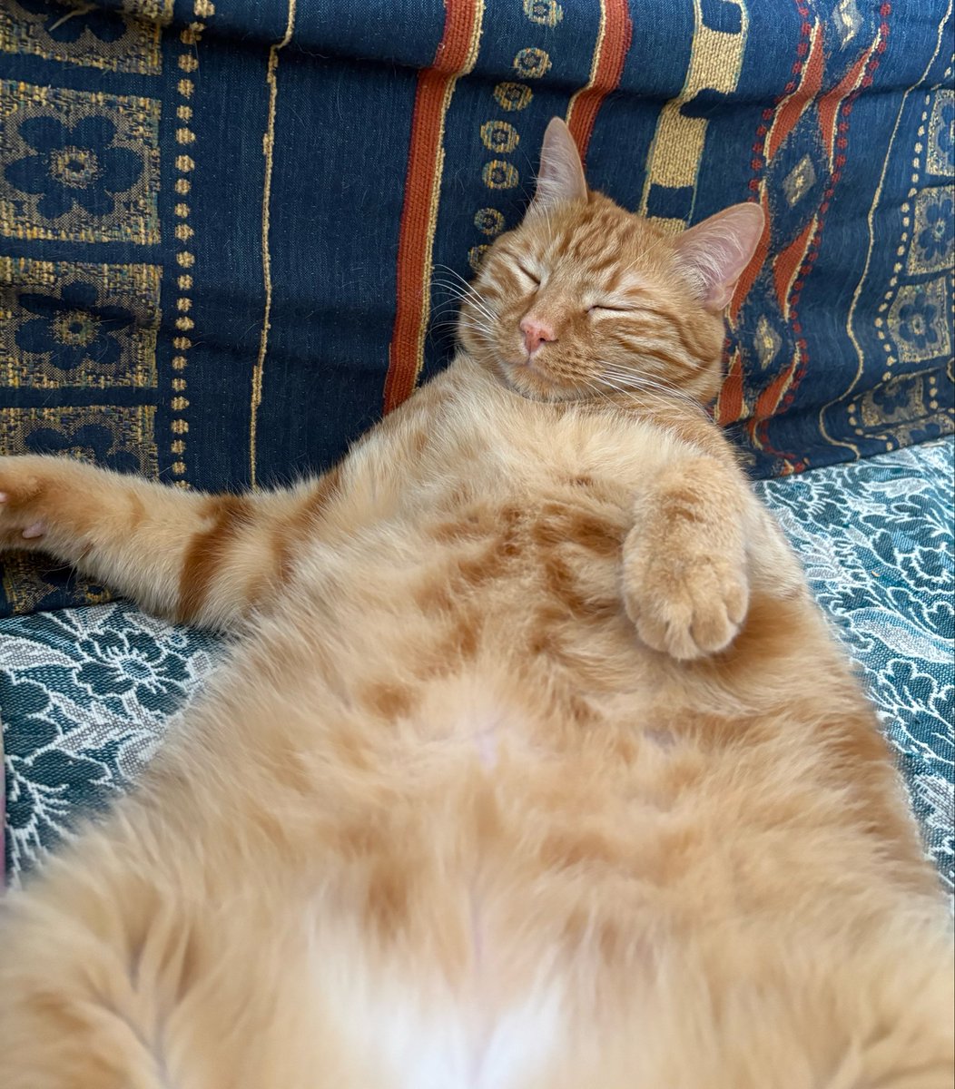 ozgeyuksl's tweet photo. Bal isimli obez kedim çok şiştiği için -6.4 kilo olmuş- ismi Balon olarak değiştirilmiştir, kendisi de bu ismi kabullenmiştir. Kamuoyuna duyurulur. https://t.co/tRkH3EZj2P