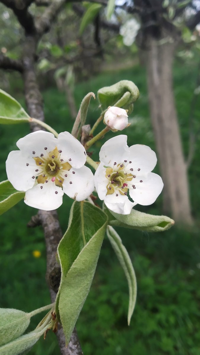 SSufyr's tweet image. #flowers #квіти #весна сьогодні мороз -2°С