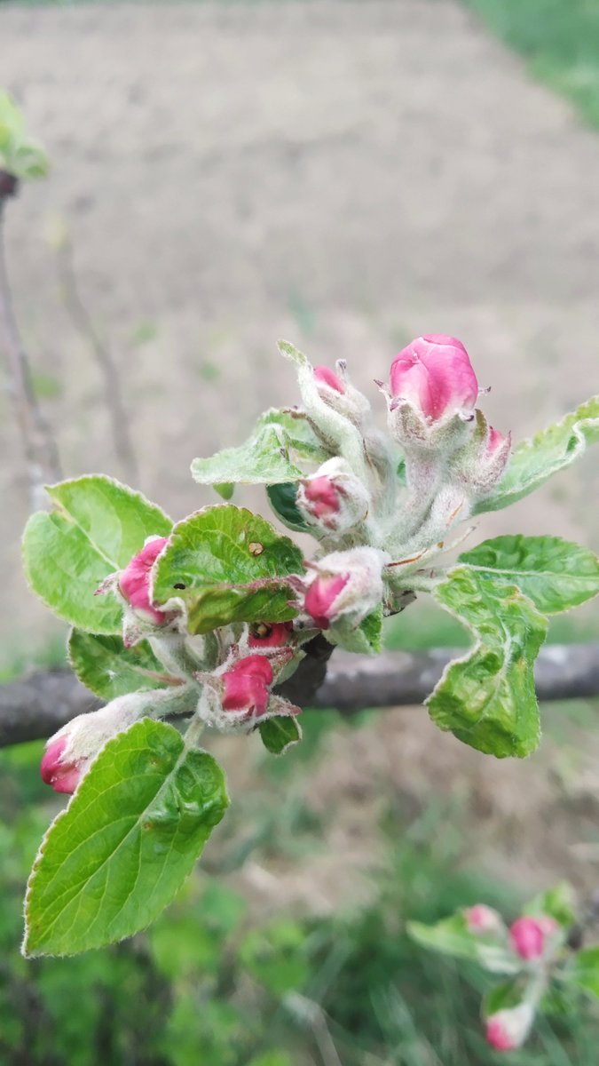 SSufyr's tweet image. #flowers #квіти #весна сьогодні мороз -2°С