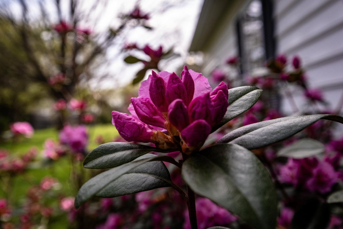 janportwood's tweet image. Waiting for the sun. To burst on the scene. To coax its buds to reveal its glory. And join the mounds of fuchsia painting my backyard. #spring #flowers #nature #beauty #photography