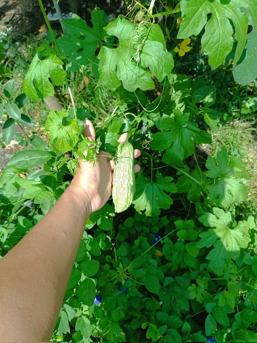 Pempek Kapal Terbang tweet media
