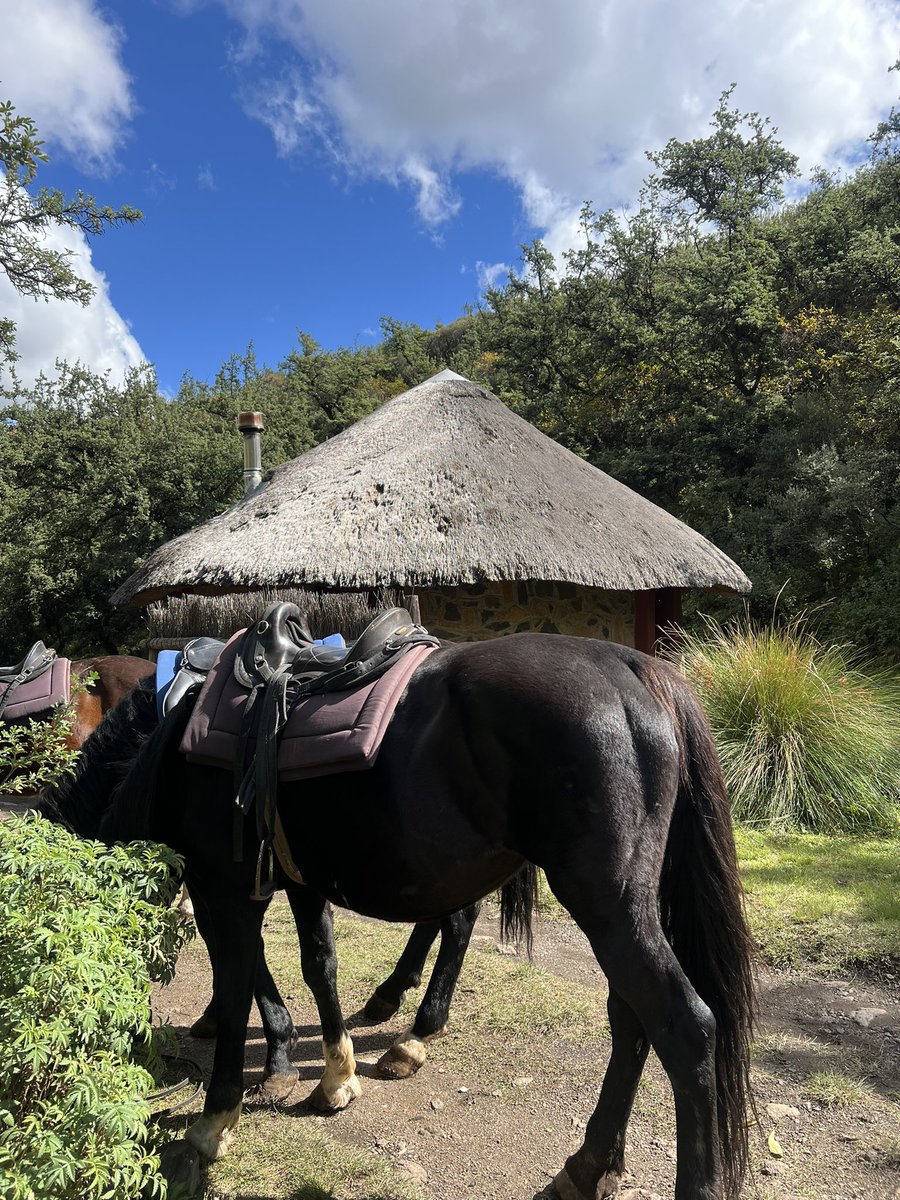 Kgopotjo Lebepe tweet media