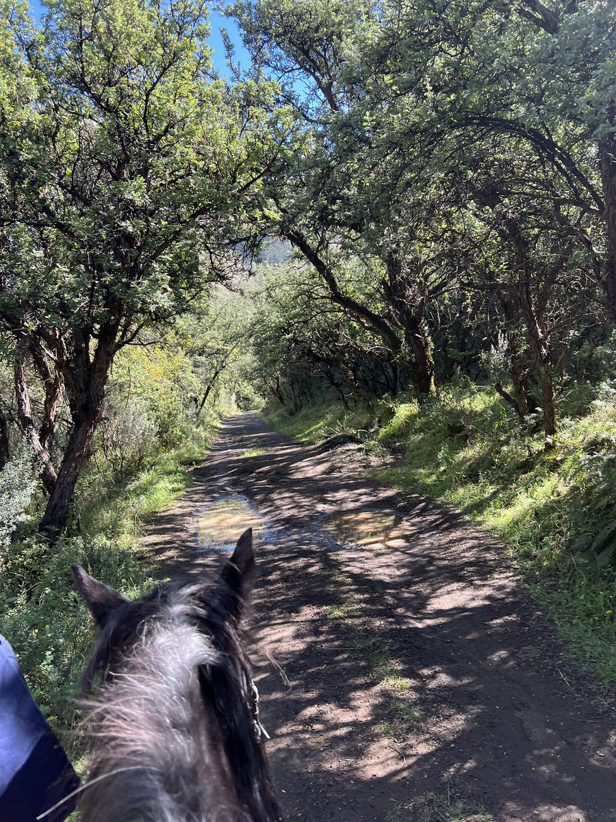 Kgopotjo Lebepe tweet media