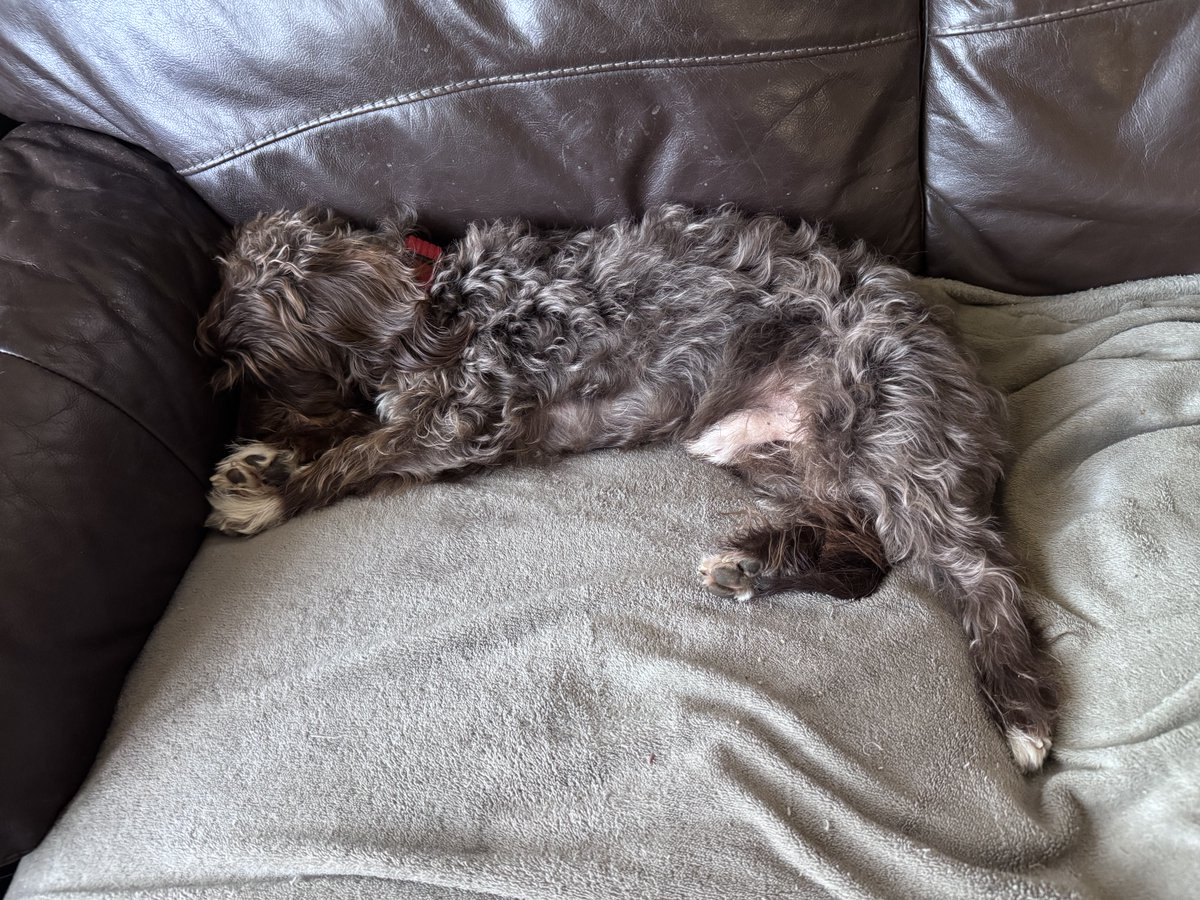 p009725's tweet image. #NotBarking #Dogs sitting in silence. Hopefully our neighbours are enjoying the silence. It’s been silent here for 2 hours.