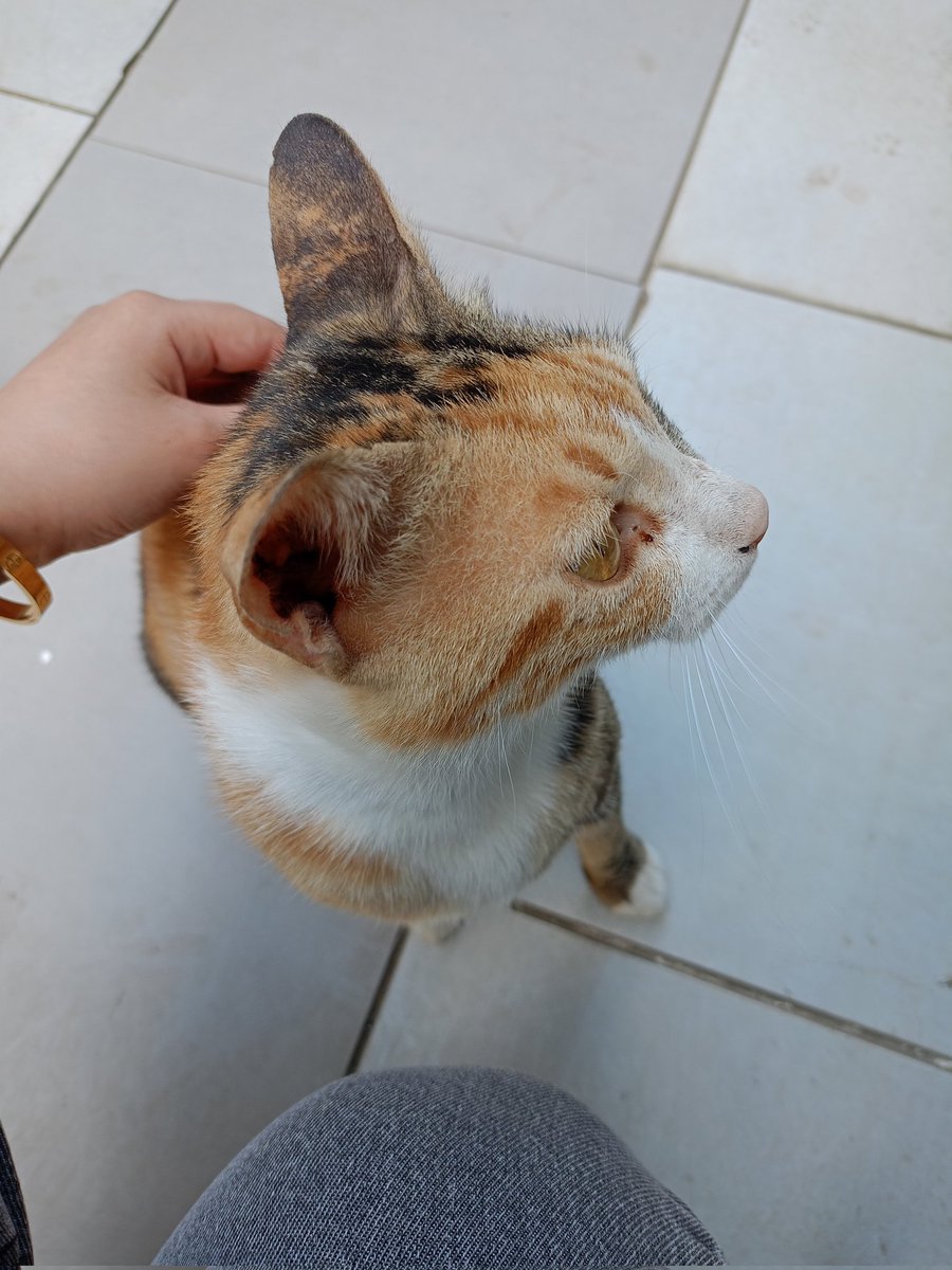 ayy0yy's tweet photo. No but why do I feel like I was a tiny chaotic cat in another life? https://t.co/GXXAE9W7IB