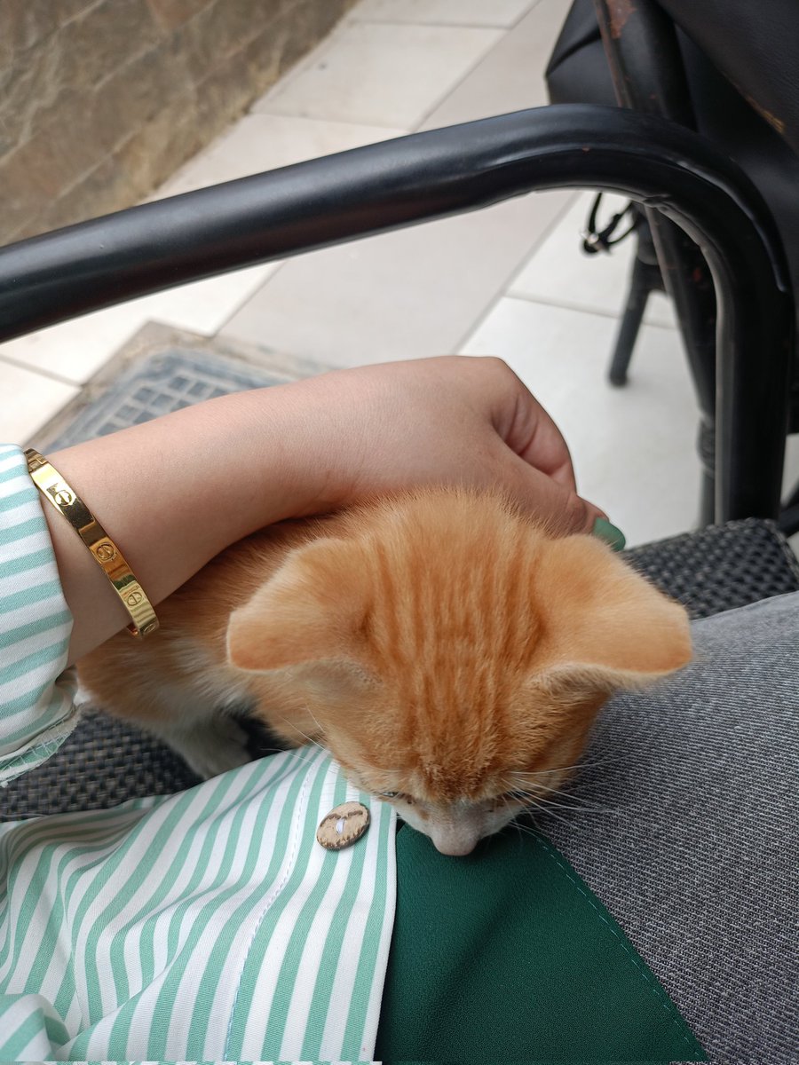ayy0yy's tweet photo. No but why do I feel like I was a tiny chaotic cat in another life? https://t.co/GXXAE9W7IB