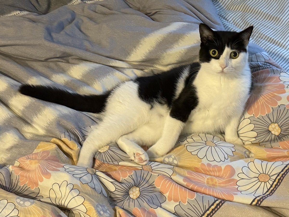 咪是邪牛海 tweet media