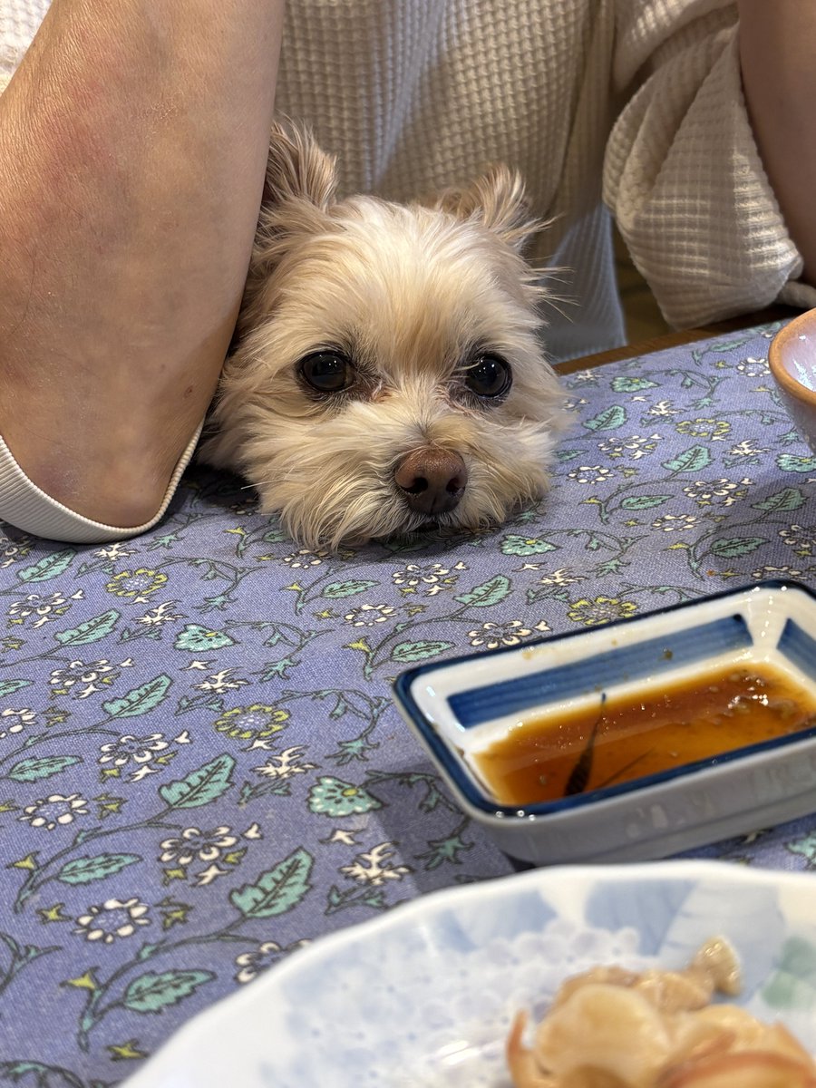 おすそ分け貰えなくてしゅーん。。もう色々あげたじゃん！でもこの後きゅうりあげました。可愛すぎてあげてしまう。