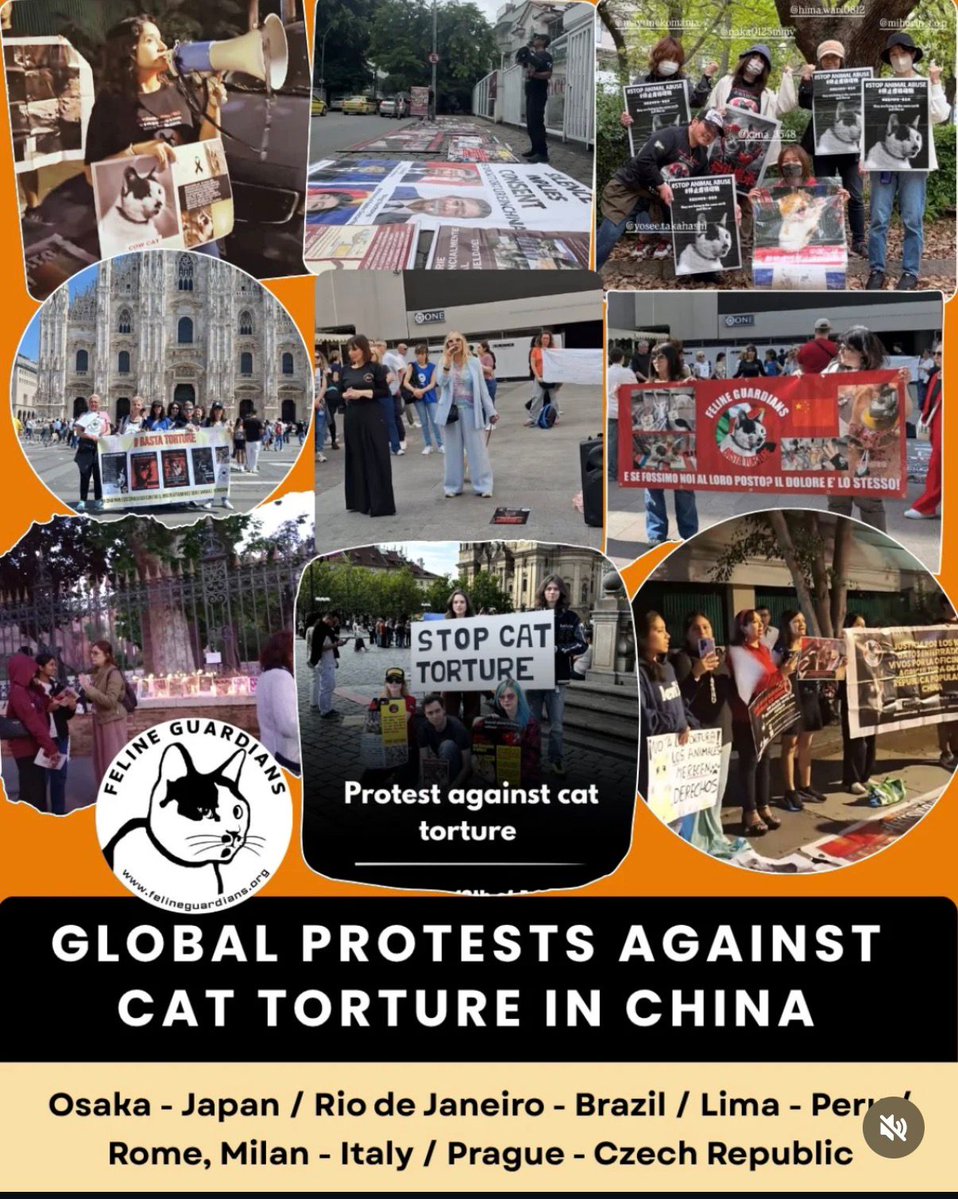 TopuzzoC's tweet image. Here global protest 🪧 against the animal cruelty in China #china #felineguardians #global #stopanimalabuse @SCMPNews @BBCWorld