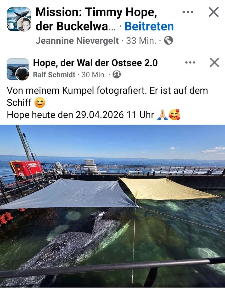 Fabelixx's tweet photo. Timmy hat ein eigenes Sonnensegel 🥰🐋🥰 https://t.co/W3qOZEB8AM