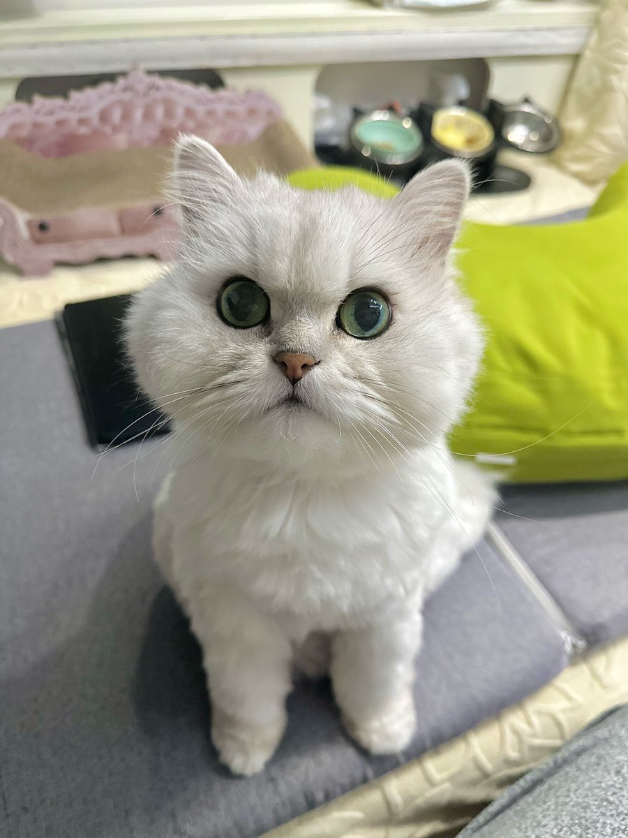 ふわも tweet media