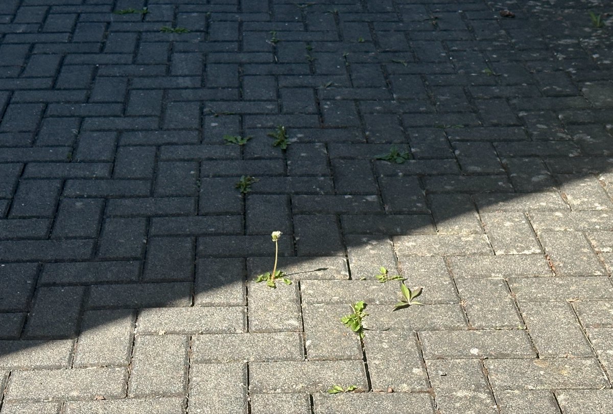 yourstrulyselin's tweet photo. petal in the pavement spotted we are so ready https://t.co/Zo3Q1iRUGU