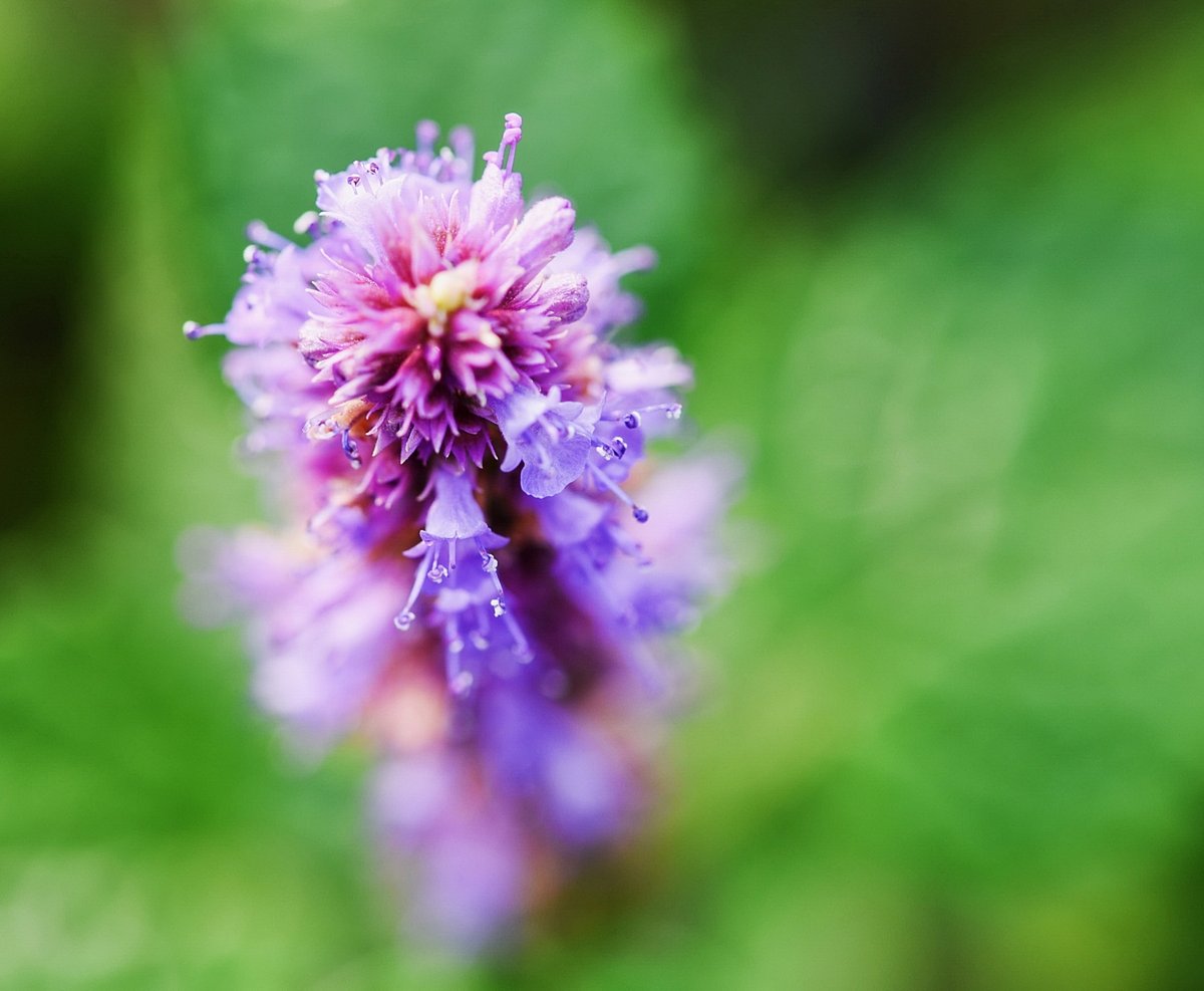 jymmy_TheRev_'s tweet image. Watermelon Mint Cooler | Blend 2 cups seedless watermelon + 5 mint leaves + 1 tsp lime juice. Top with sparkling water for fizz! Perfect for beating summer heat. #SummerDrinks #EasyRecipes
