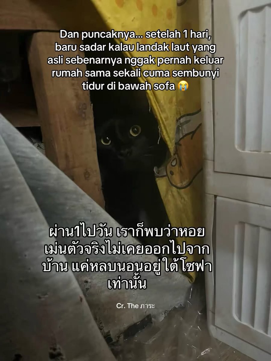 Faizal tweet media