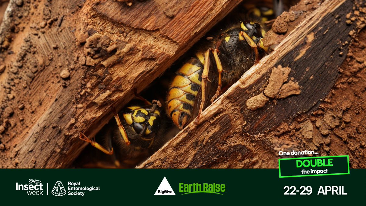 Royal Entomological Society tweet media