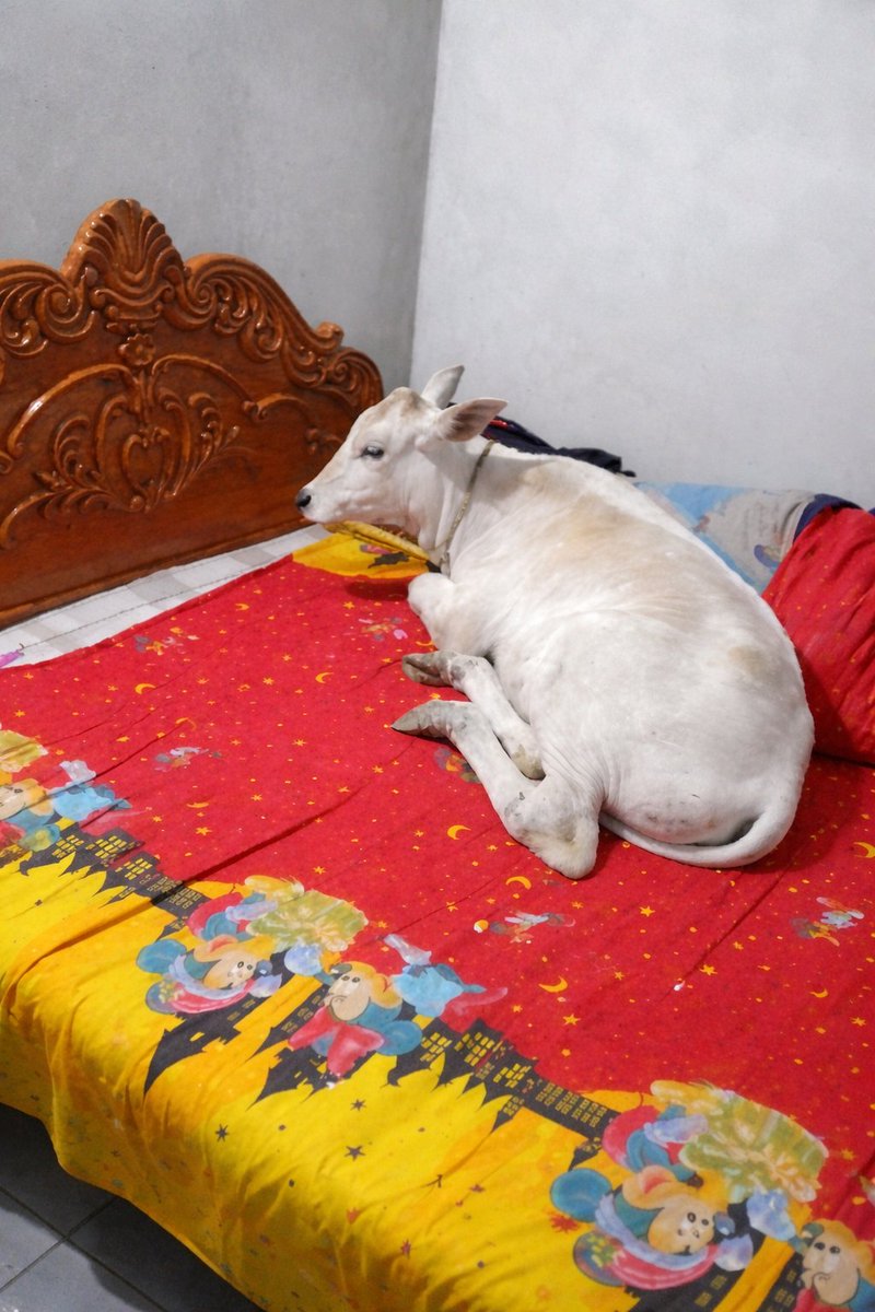 aril piterpen tweet media