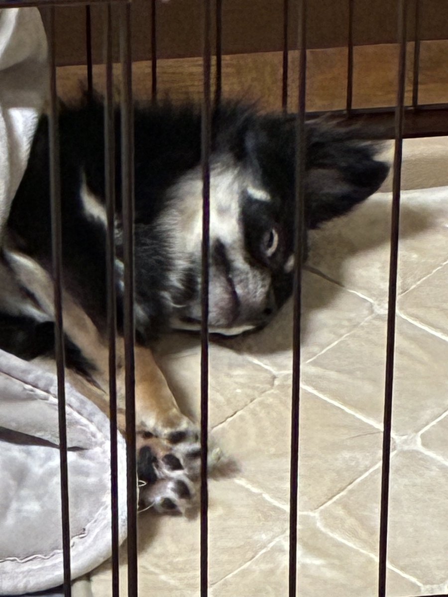 OG/関コミ76 【D-68】 tweet media