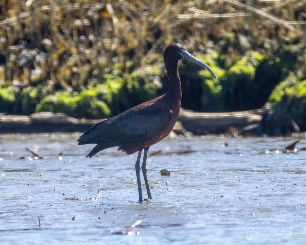 notjared_b's tweet image. Some glossy Ibis.  #ctnaturefans #twitternaturecommunity