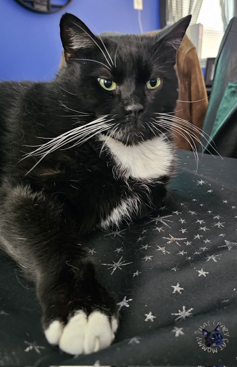 thatcrazycatmum's tweet image. Happy Whiskerday! 😺 #thatcrazycatmum #cat #cats #catsofx #catsonx @catsofx @catsonx