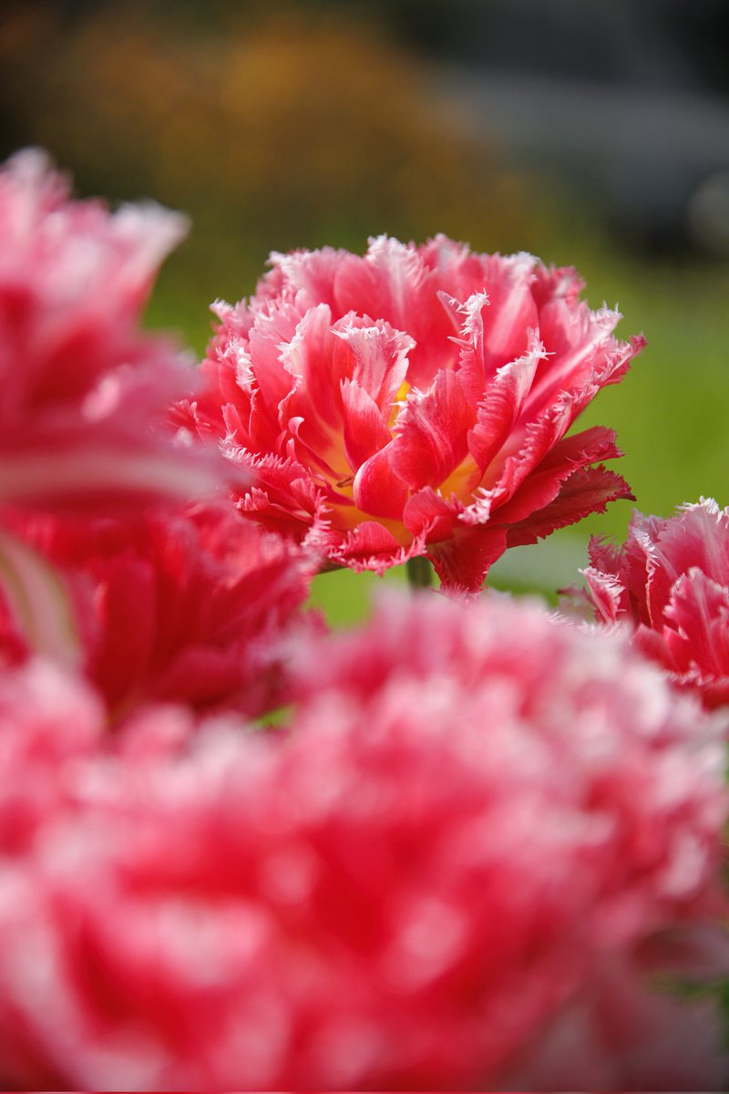 motu250photo's tweet image. #チューリップ
#flowers
#TLを花でいっぱいにしよう