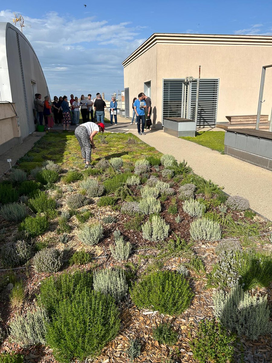 big4lifeproject's tweet photo. 🧑‍🌾Després de la presentació del nostre projecte, les persones assistents van fer una visita guiada a la coberta verda del Parc Agrobiotech de Lleida i van poder practicar, construint una maqueta a escala 1:1 d'una secció de #cobertaverda

@coaclleida @UdL_info @EPS_UdL https://t.co/n3JdfaT6Qj